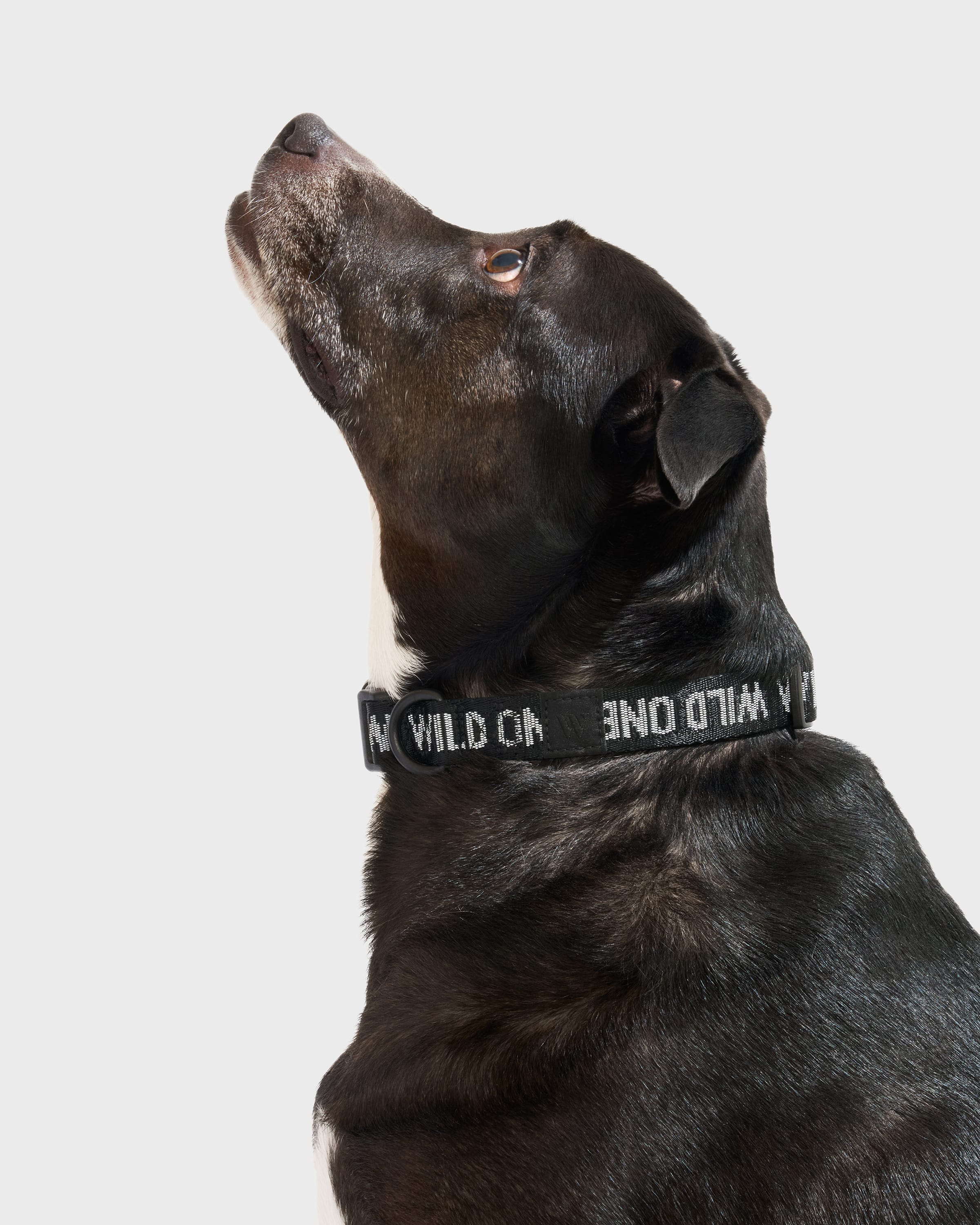 Quick-Release Dog Collar - Image 2
