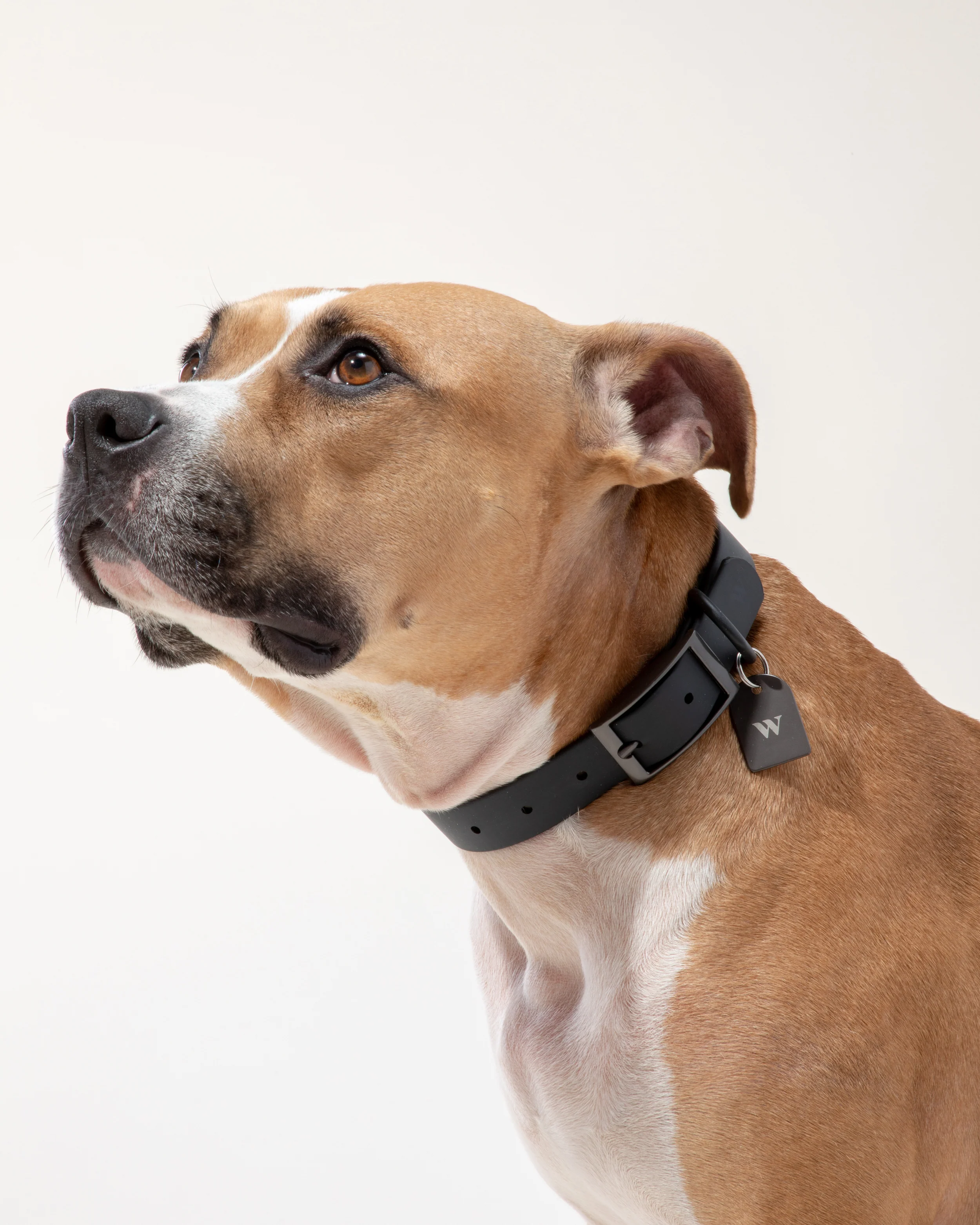 Custom Dog Tag - Image 6