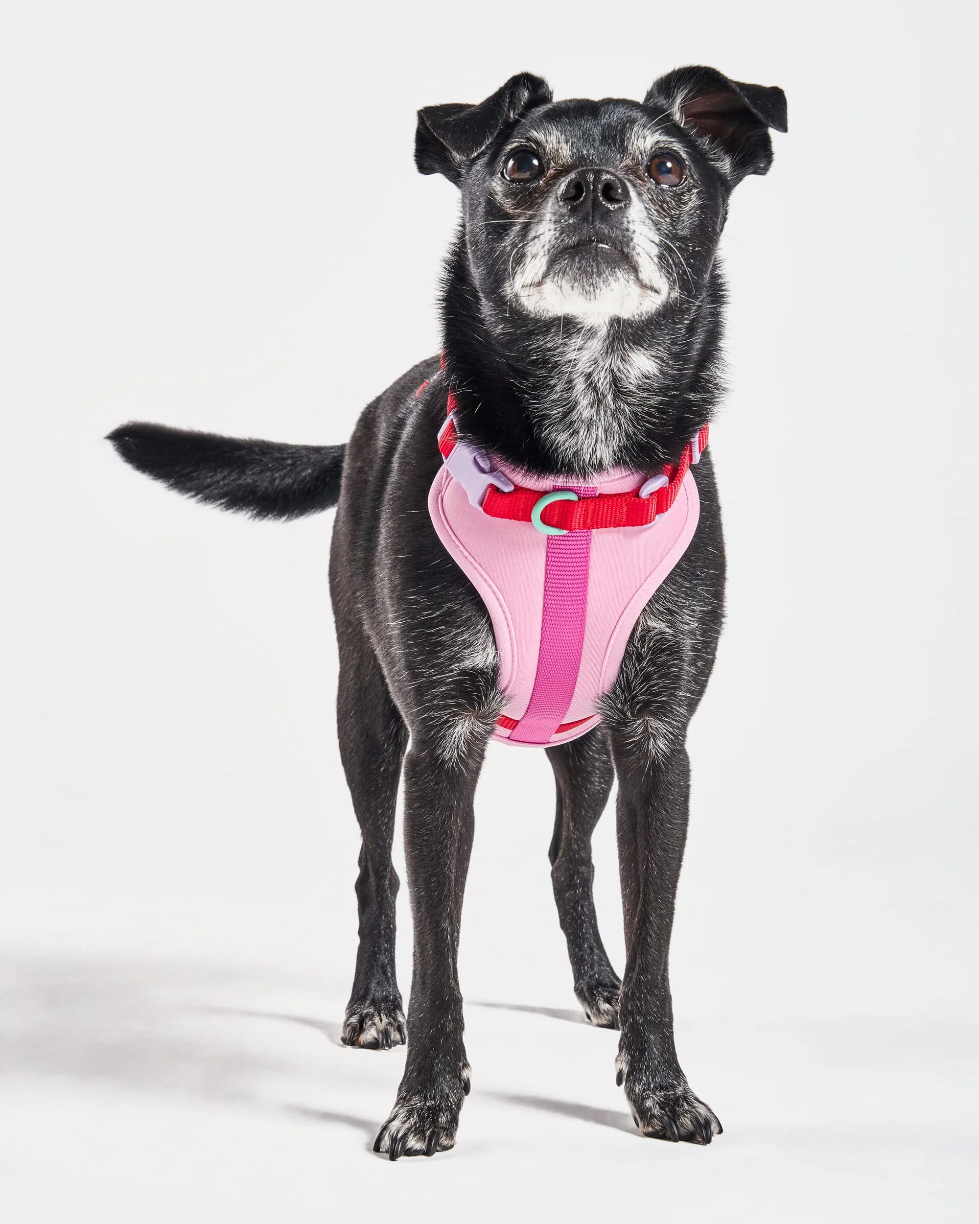 Cushioned Dog Harness - Image 8
