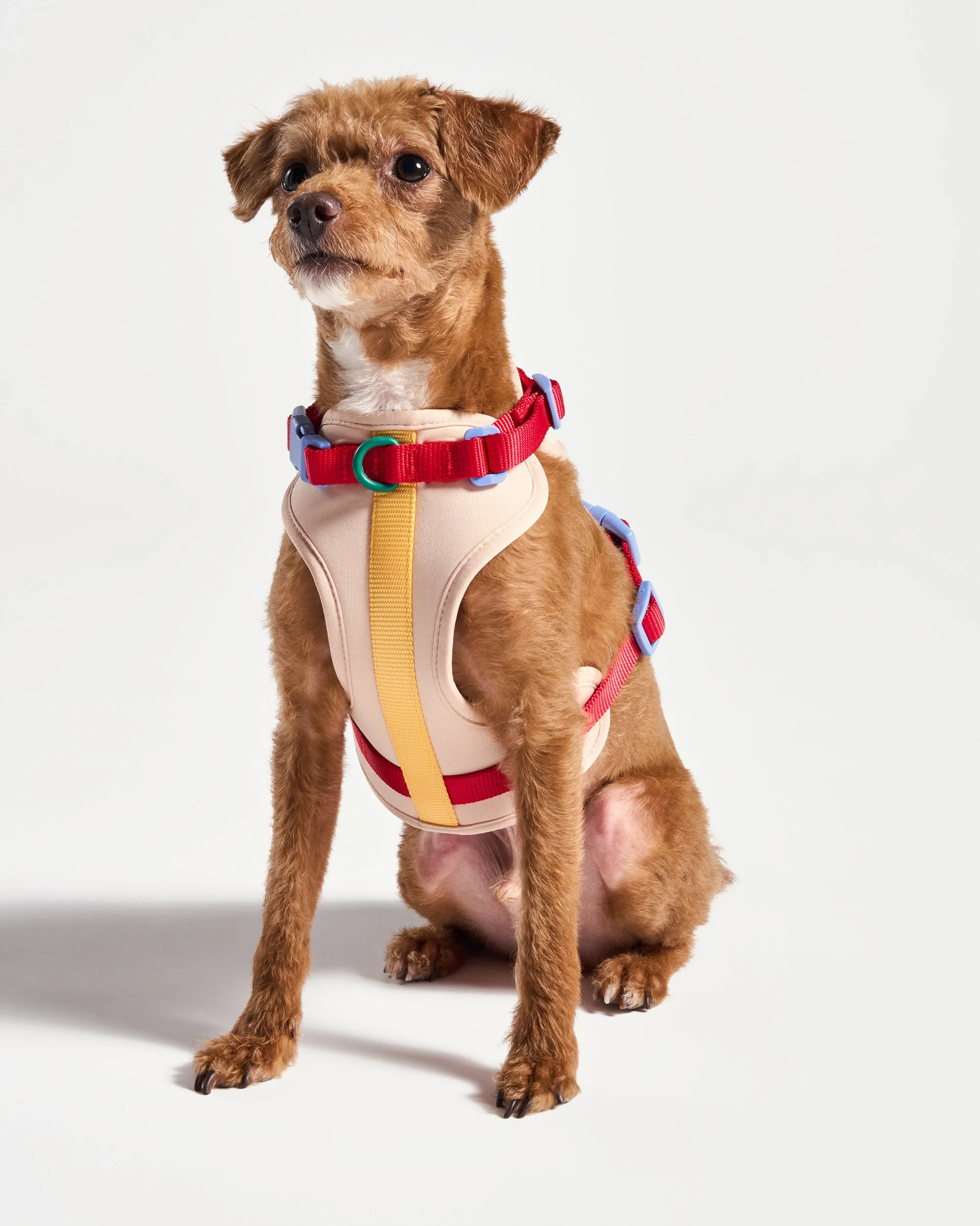 Cushioned Dog Harness - Image 5