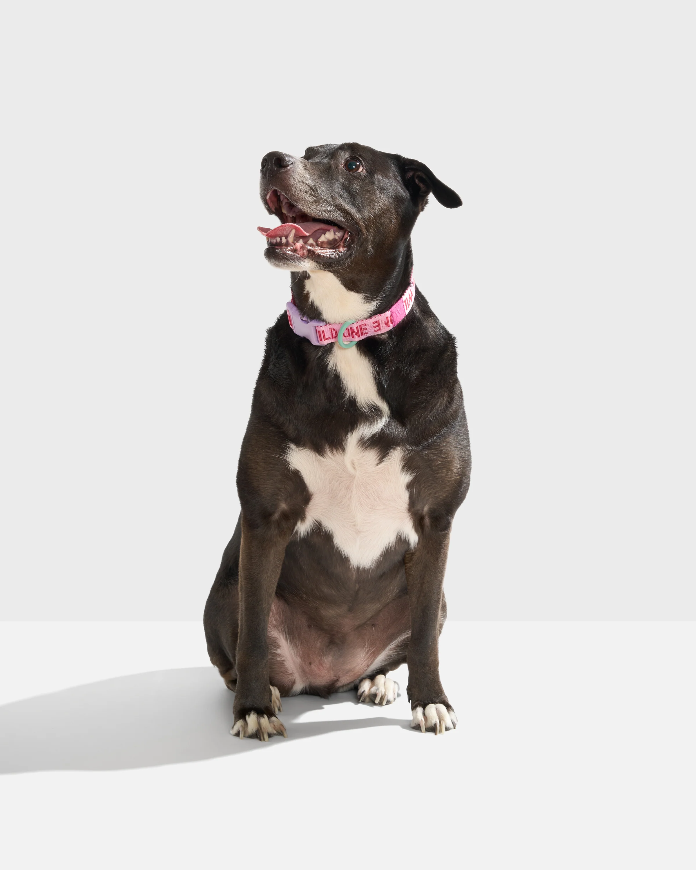 Quick-Release Dog Collar - Image 29