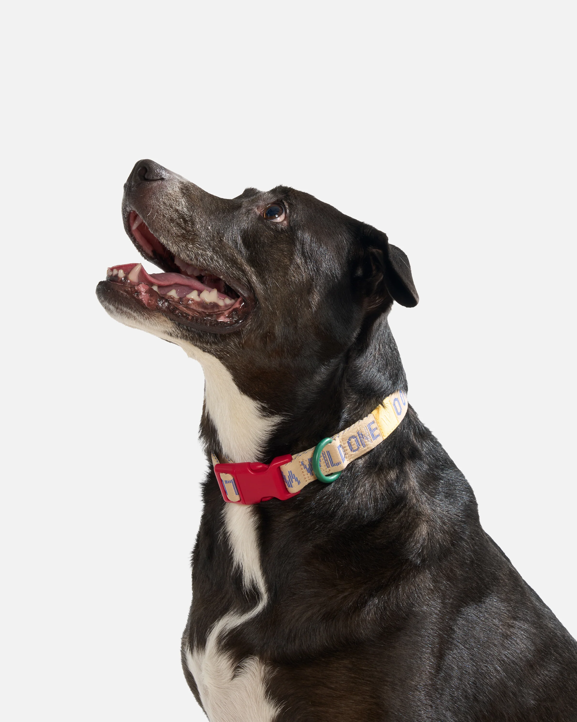 Quick-Release Dog Collar - Image 20