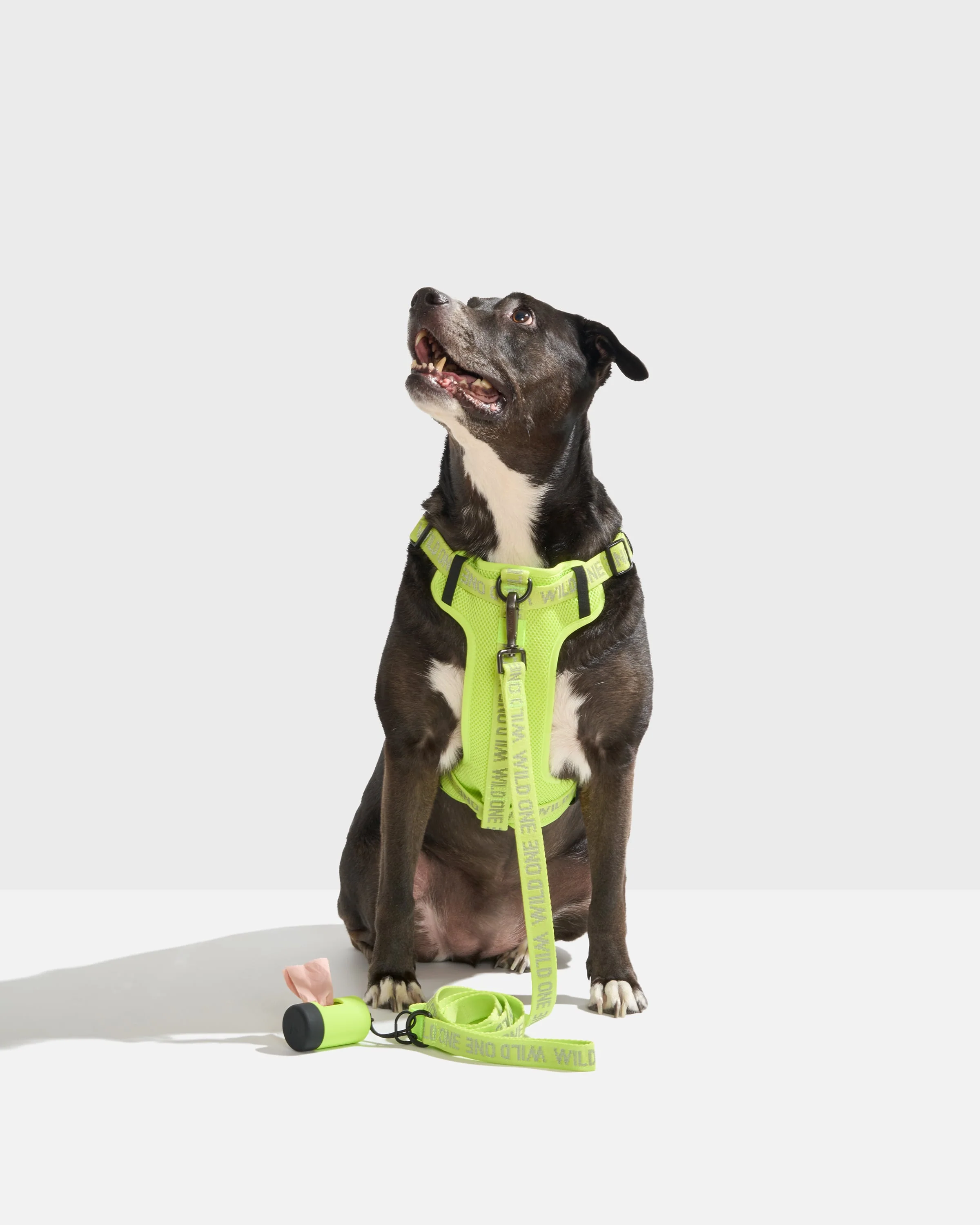 Lightweight Dog Leash - Image 30