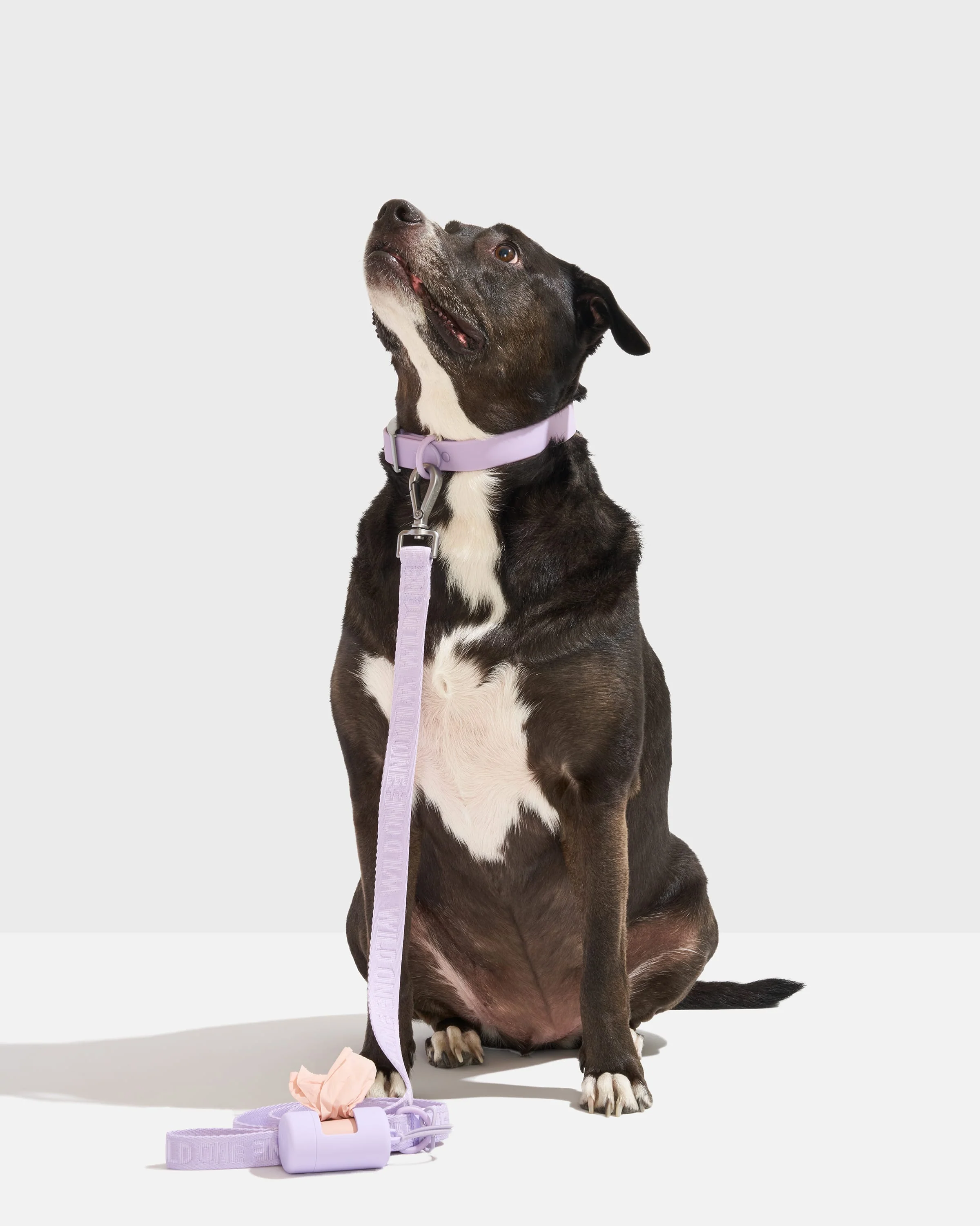 Quick-Release Collar + Lightweight Leash Walk Kit - Image 2